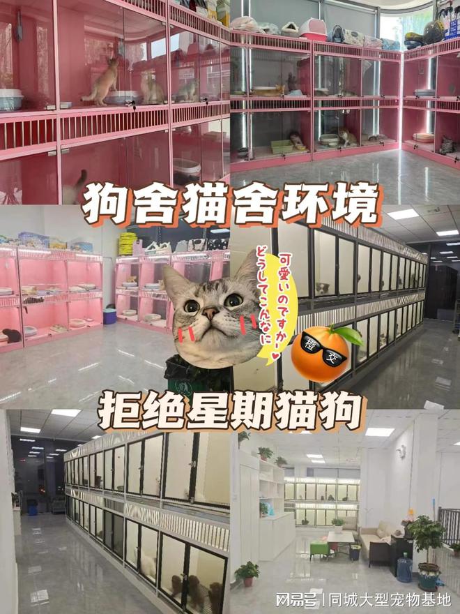 少钱一只咸阳这里英短蓝金猫基地直销！麻将胡了2试玩网站咸阳买英短蓝金猫多(图3)